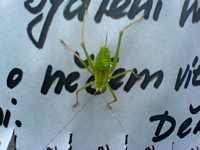 Vernisáž Radky Chocholouškové 4.8.2006